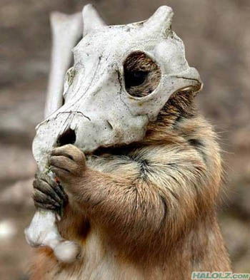 Real Life Cubone