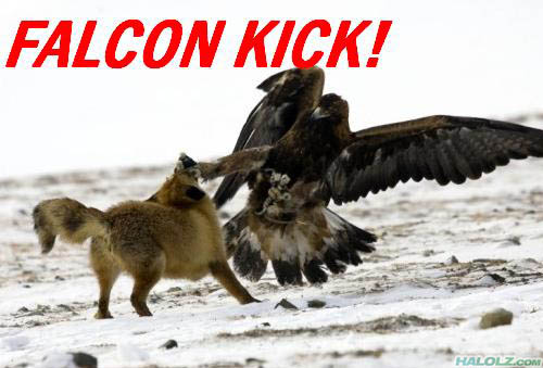 falcon-kick.jpg