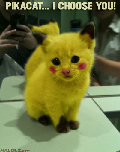 http://www.halolz.com/wp-content/uploads/2011/02/halolz-dot-com-pokemon-pikacat-ichooseyou.jpg