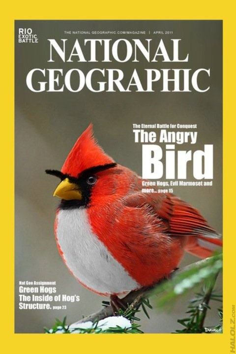 The Angry Bird